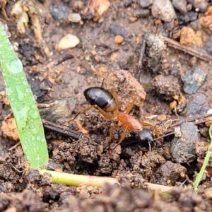 Camponotus consobrinus at Crace Grasslands - 17 Jan 2024 08:07 AM