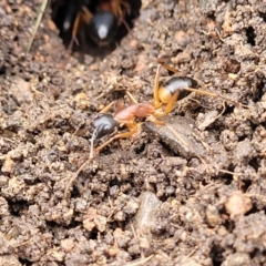 Camponotus consobrinus at Crace Grasslands - 17 Jan 2024 08:07 AM