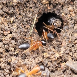 Camponotus consobrinus at Crace Grasslands - 17 Jan 2024 08:07 AM