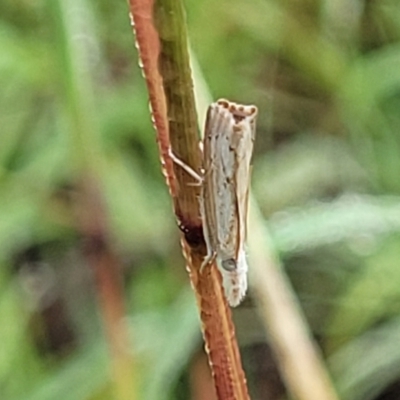 Culladia cuneiferellus (Crambinae moth) at Crace Grasslands - 16 Jan 2024 by trevorpreston
