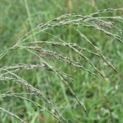 Eragrostis curvula (African Lovegrass) at Crace Grasslands - 16 Jan 2024 by trevorpreston