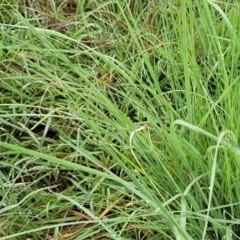 Eragrostis curvula at Crace Grasslands - 17 Jan 2024