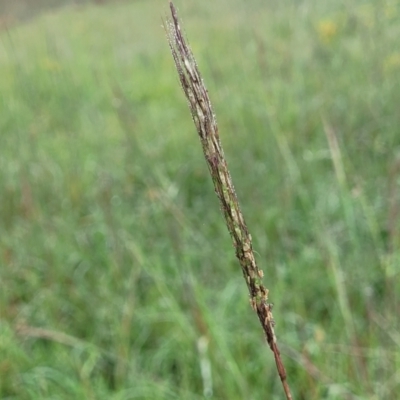 Bothriochloa macra (Red Grass, Red-leg Grass) at Crace Grasslands - 16 Jan 2024 by trevorpreston