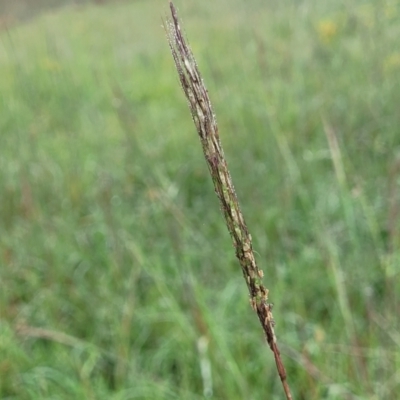 Bothriochloa macra (Red Grass, Red-leg Grass) at Crace Grasslands - 17 Jan 2024 by trevorpreston