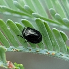 Ditropidus sp. (genus) (Leaf beetle) at Crace Grasslands - 16 Jan 2024 by trevorpreston