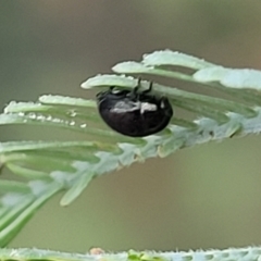 Ditropidus sp. (genus) at Crace Grasslands - 17 Jan 2024