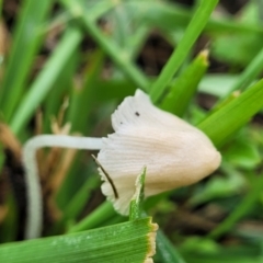 Unidentified Cap on a stem; gills below cap [mushrooms or mushroom-like] at Mitchell, ACT - 16 Jan 2024 by trevorpreston