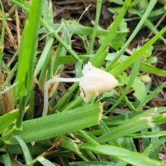 zz agaric (stem; gills white/cream) at Crace Grasslands - 17 Jan 2024