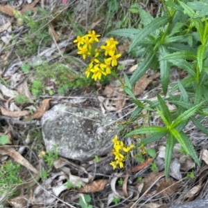 Senecio linearifolius var. latifolius at Rob Roy Range - 16 Jan 2024