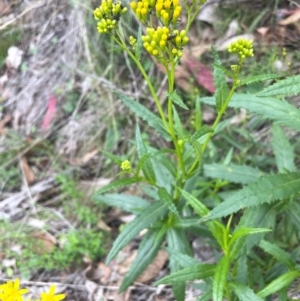 Senecio linearifolius var. latifolius at Rob Roy Range - 16 Jan 2024