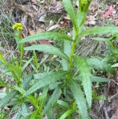 Senecio linearifolius var. latifolius at Rob Roy Range - 16 Jan 2024