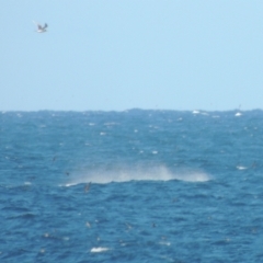 Megaptera novaeangliae (Humpback Whale) at Merimbula, NSW - 10 Oct 2023 by MichaelBedingfield