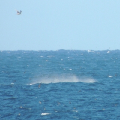 Megaptera novaeangliae (Humpback Whale) at Merimbula, NSW - 10 Oct 2023 by MichaelBedingfield