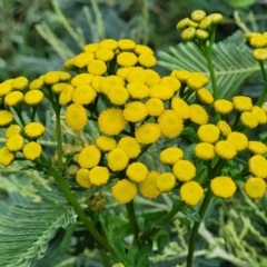 Tanacetum vulgare (Tansy) at Crace Grasslands - 16 Jan 2024 by trevorpreston