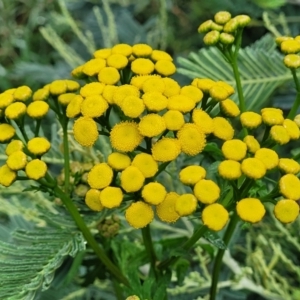 Tanacetum vulgare at Crace Grasslands - 17 Jan 2024