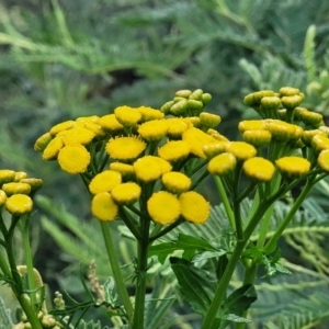 Tanacetum vulgare at Crace Grasslands - 17 Jan 2024