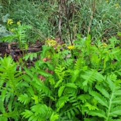 Tanacetum vulgare at Crace Grasslands - 17 Jan 2024