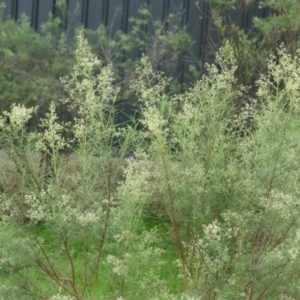 Cassinia quinquefaria at Lyons, ACT - 16 Jan 2024