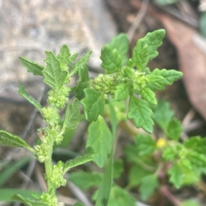 Dysphania pumilio at Rob Roy Range - 16 Jan 2024