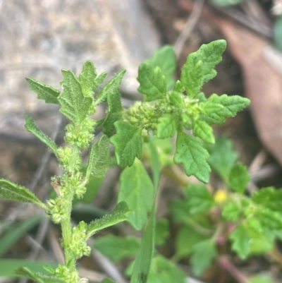 Dysphania pumilio (Small Crumbweed) at Rob Roy Range - 16 Jan 2024 by JaneR