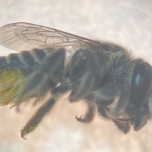 Megachile (Eutricharaea) serricauda at Sydney, NSW - 9 Jan 2024