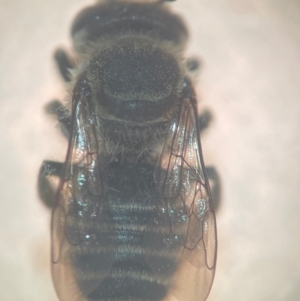 Megachile (Eutricharaea) serricauda at Sydney, NSW - 9 Jan 2024