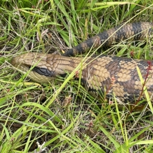 Tiliqua scincoides scincoides at Rob Roy Range - 16 Jan 2024