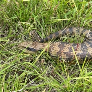 Tiliqua scincoides scincoides at Rob Roy Range - 16 Jan 2024