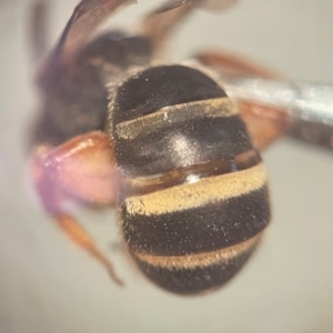 Lasioglossum (Chilalictus) bicingulatum at Lidcombe, NSW - 5 Dec 2023