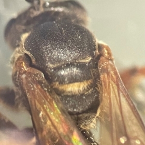 Lasioglossum (Chilalictus) bicingulatum at Lidcombe, NSW - 5 Dec 2023