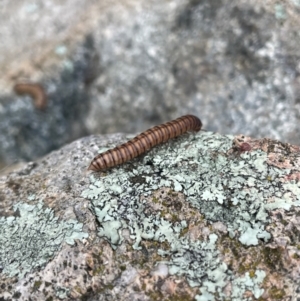 Paradoxosomatidae sp. (family) at Rob Roy Range - 16 Jan 2024