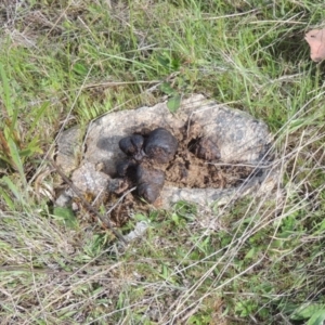 Vombatus ursinus at Tuggeranong Hill - 13 Oct 2023