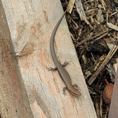 Lampropholis delicata (Delicate Skink) at Sullivans Creek, Lyneham South - 16 Jan 2024 by trevorpreston