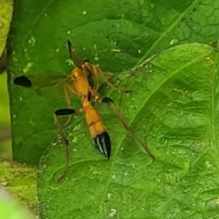 Ctenochares bicolorus (Black-tipped orange ichneumon) at Lyneham, ACT - 16 Jan 2024 by trevorpreston