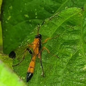 Ctenochares bicolorus at Sullivans Creek, Lyneham South - 17 Jan 2024 10:54 AM