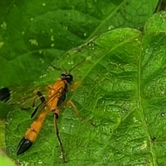 Ctenochares bicolorus at Sullivans Creek, Lyneham South - 17 Jan 2024 10:54 AM