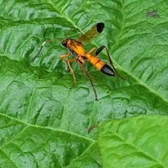 Ctenochares bicolorus at Sullivans Creek, Lyneham South - 17 Jan 2024