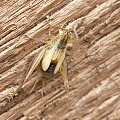 Unidentified Cricket (Orthoptera, several families) at Sullivans Creek, Lyneham South - 16 Jan 2024 by trevorpreston