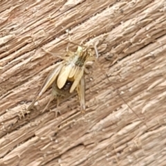 Gryllidae (family) at Sullivans Creek, Lyneham South - 17 Jan 2024 10:48 AM