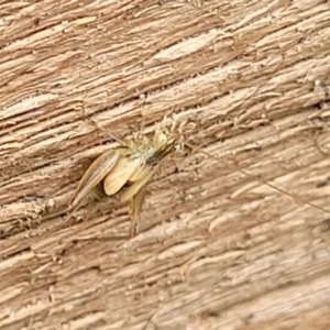 Gryllidae (family) at Sullivans Creek, Lyneham South - 17 Jan 2024 10:48 AM