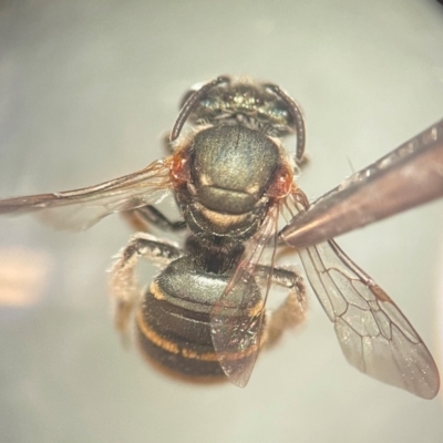 Lipotriches (Austronomia) phanerura (Halictid Bee) at Lidcombe, NSW - 5 Dec 2023 by FumblebeeFae