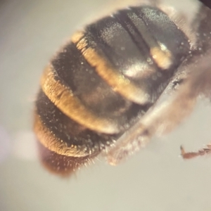 Lipotriches (Austronomia) phanerura at Lidcombe, NSW - 5 Dec 2023