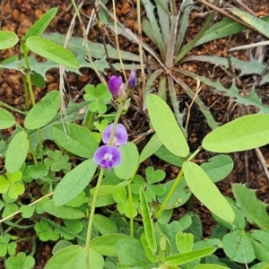 Glycine tabacina at The Pinnacle - 16 Jan 2024