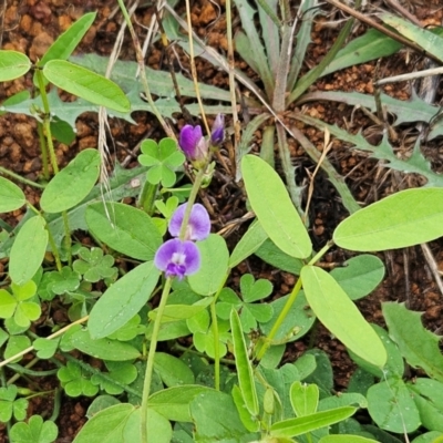 Glycine tabacina (Variable Glycine) at Whitlam, ACT - 15 Jan 2024 by sangio7