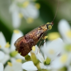 Nemophora sparsella (An Adelid Moth) at Deakin, ACT - 17 Jan 2024 by LisaH