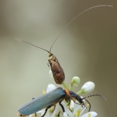 Nemophora sparsella at Red Hill to Yarralumla Creek - 17 Jan 2024