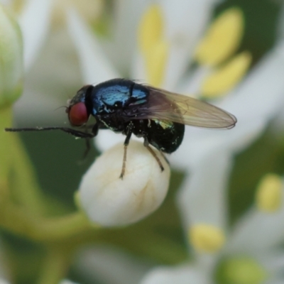 Melanina sp. (genus) (Lauxaniid fly) at Red Hill to Yarralumla Creek - 16 Jan 2024 by LisaH