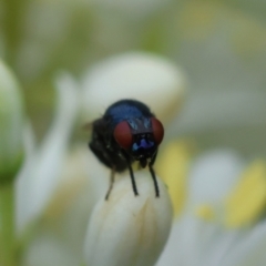 Melanina sp. (genus) at Red Hill to Yarralumla Creek - 17 Jan 2024