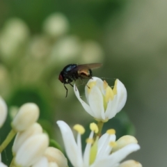 Melanina sp. (genus) at Red Hill to Yarralumla Creek - 17 Jan 2024