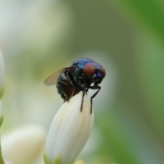 Melanina sp. (genus) at Red Hill to Yarralumla Creek - 17 Jan 2024